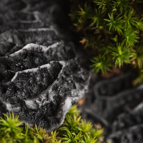 Black Coral and Moss Candle - Refined Man Of Candles