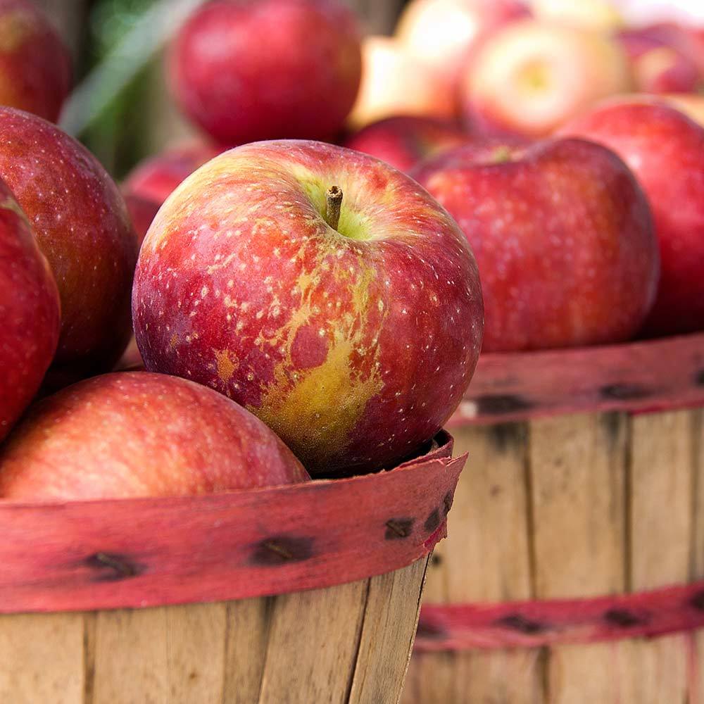 Apple Harvest Candle - Refined Man Of Candles