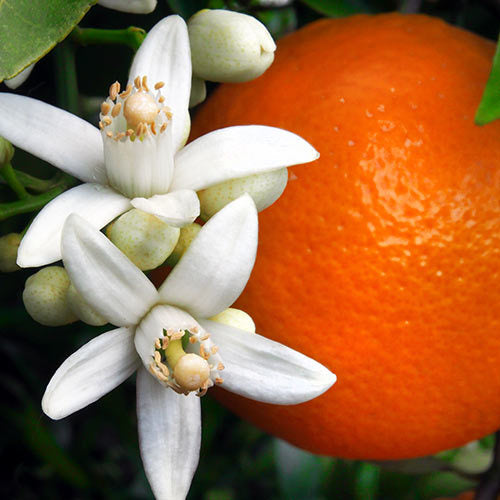 Orange Blossom Candle - Refined Man Of Candles