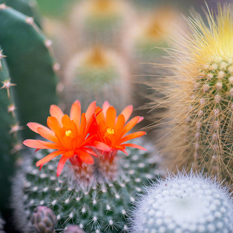 Cactus Flower and Jade Candle - Refined Man Of Candles