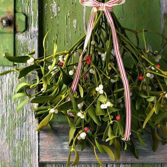 Mistletoe Candle - Refined Man Of Candles